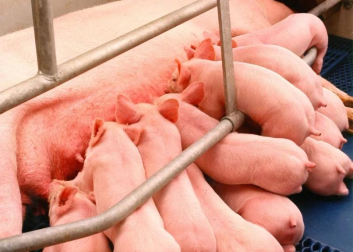 上海疫情是哪一天发生的/上海疫情是哪一天发生的疫情 上海疫情是哪一天发生的/上海疫情是哪一天发生的疫情