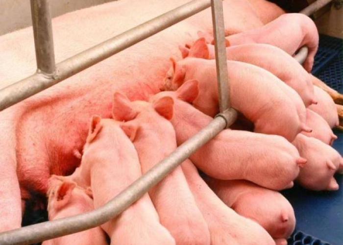 上海疫情什么时候发生的疫情/上海疫情什么时候发生的疫情啊