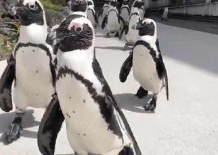 疫情是几月几日封城的（疫情是几月几日封城的呢）