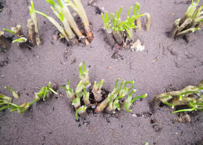 我来教教大家“微信链接牛牛其实真有透视挂”(真的有挂)-知乎