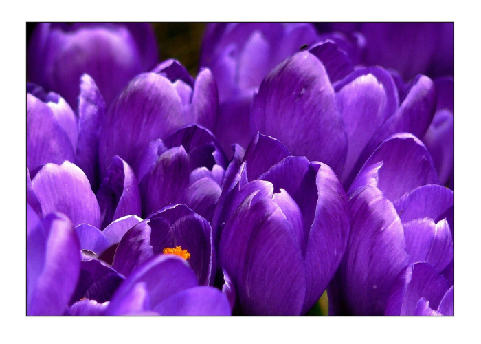 总算解析“六瓣数字消果然有挂”教你装挂教程