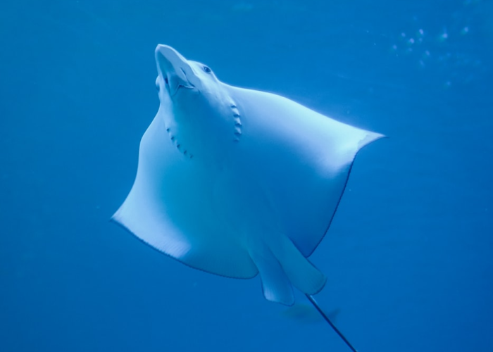 [分享]“鲨鱼互动有没有挂”有挂详细开挂教程