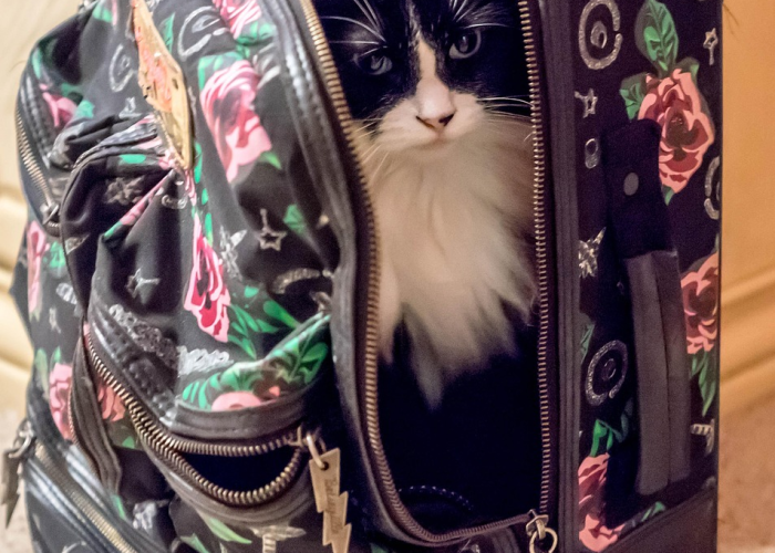 玩家实测科技“约战丹东麻将是不是有挂”［必胜开挂神器］