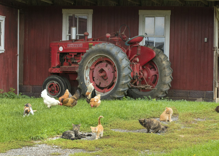 [解答]“小猪对对碰有没有挂”原来可以开挂