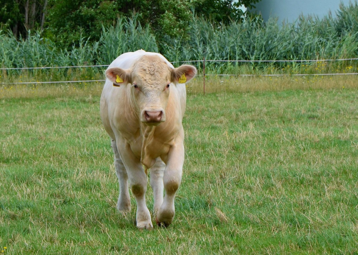 玩家必看攻略“铭心斗牛有透视挂软件吗”(原来有挂) 玩家必看攻略“铭心斗牛有透视挂软件吗”(原来有挂)