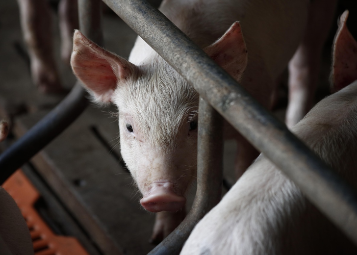 [推荐]“新皇豪牛牛可以开挂吗”(原来确实是有挂)