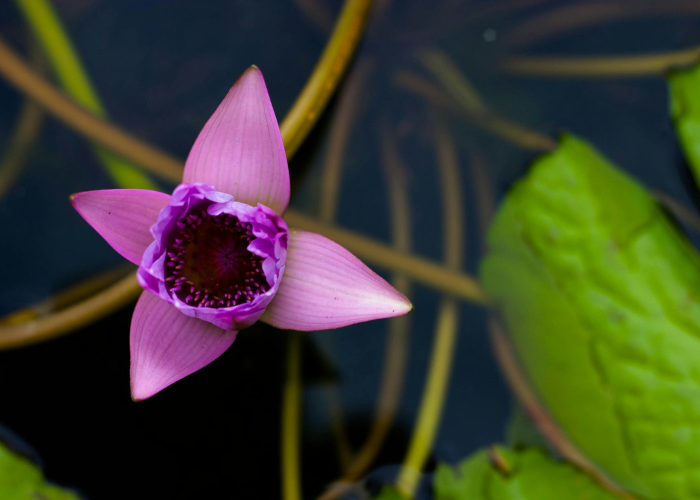 轻松掌握.“打两圈泰兴麻将开挂神器”[开挂辅助教程]