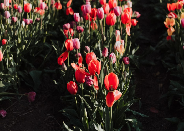 第一攻略“开心武汉花到底有挂是真的吗,辅助器”[确实真的有挂]