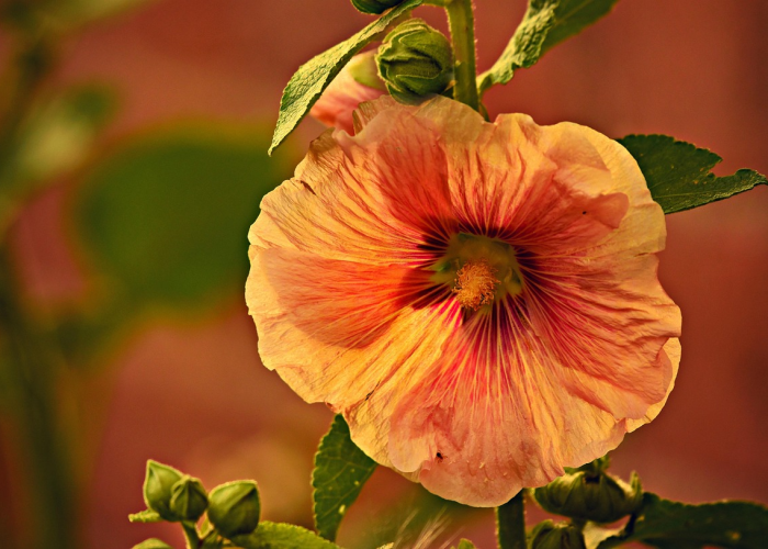 【第一消息】“樱花互粉究竟有挂吗”［其实是有挂］