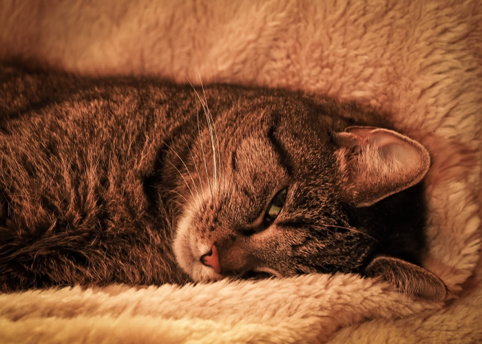 推荐一款“阿拉斗牛其实是有透视软件”开挂步骤方法 推荐一款“阿拉斗牛其实是有透视软件”开挂步骤方法