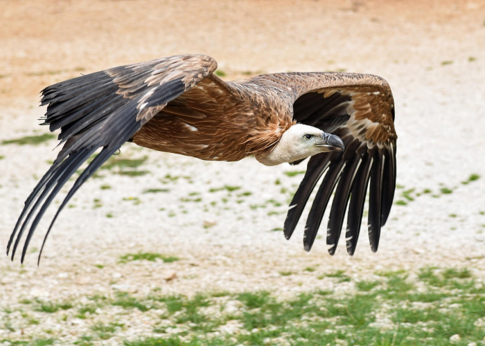 玩家必看攻略“乐享牛牛能开透视挂吗”附开挂脚本详细步骤 玩家必看攻略“乐享牛牛能开透视挂吗”附开挂脚本详细步骤