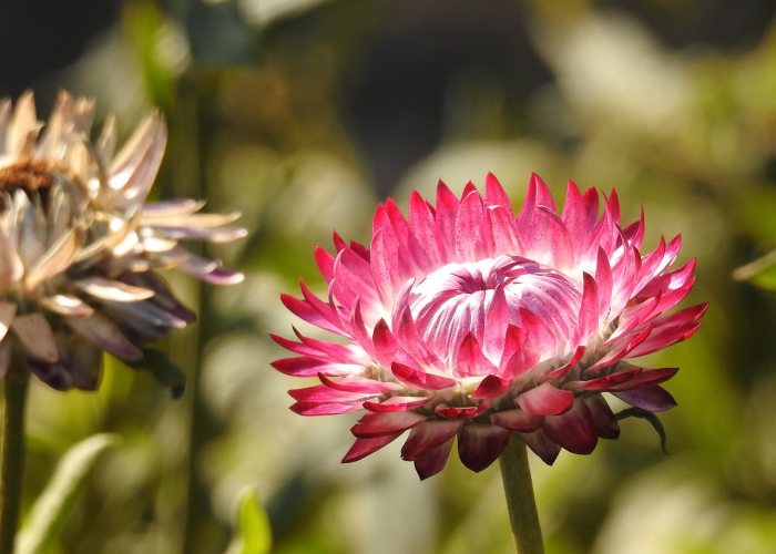 全球疫情排行榜2023年（全球疫情排行榜2023年最新）