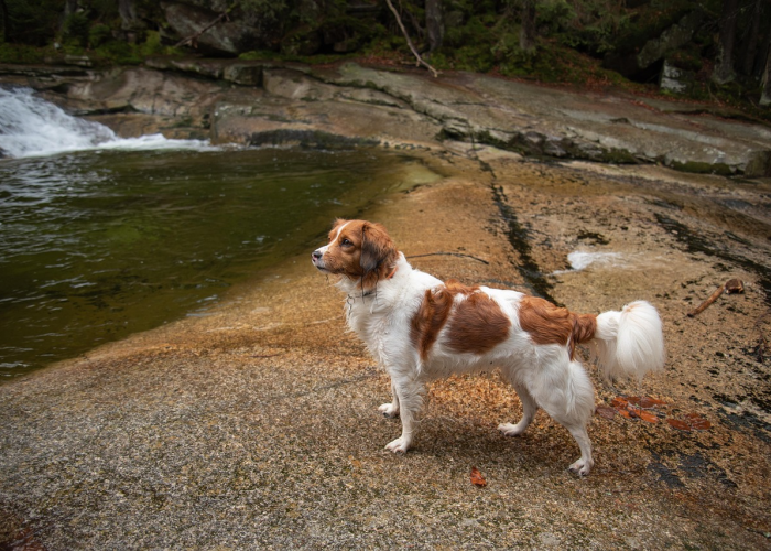 最新引进“飞鹰牛牛有没有挂”［其实是有挂］