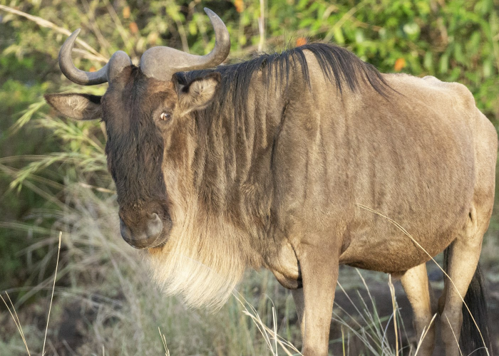 玩家必看攻略“新海狮牛牛到底是不是有透视挂吗”(确实有挂)-知乎 玩家必看攻略“新海狮牛牛到底是不是有透视挂吗”(确实有挂)-知乎