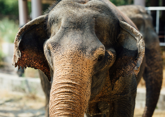 玩家必看攻略“新海狮牛牛到底是不是有透视挂吗”(确实有挂)-知乎 玩家必看攻略“新海狮牛牛到底是不是有透视挂吗”(确实有挂)-知乎