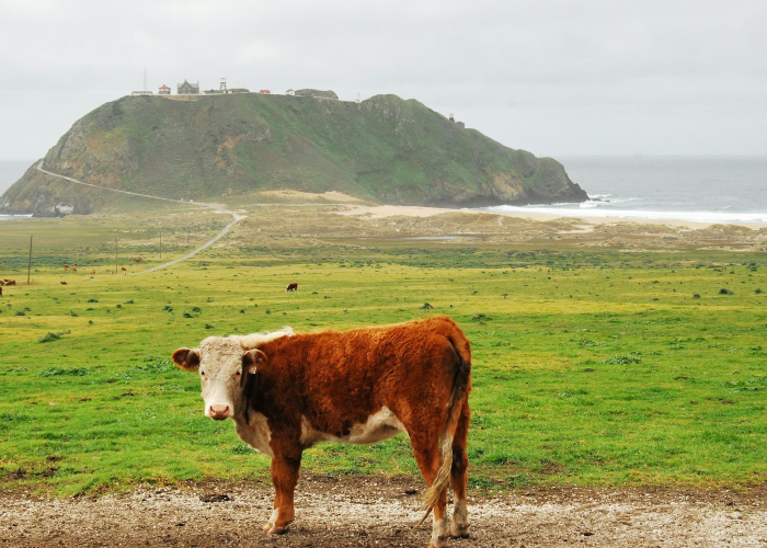 独家分享“新战皇牛牛真的有挂吗”［原来真的有挂］