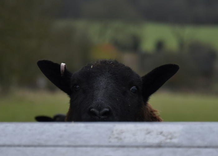 [分析]“新518互游牛牛有没有挂”(确实真的有挂)
