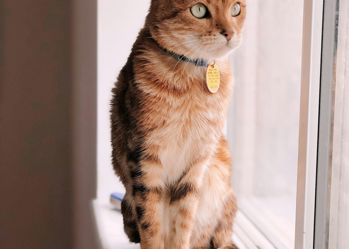 [推荐]“拱趴大菠萝有没有挂”原来可以开挂