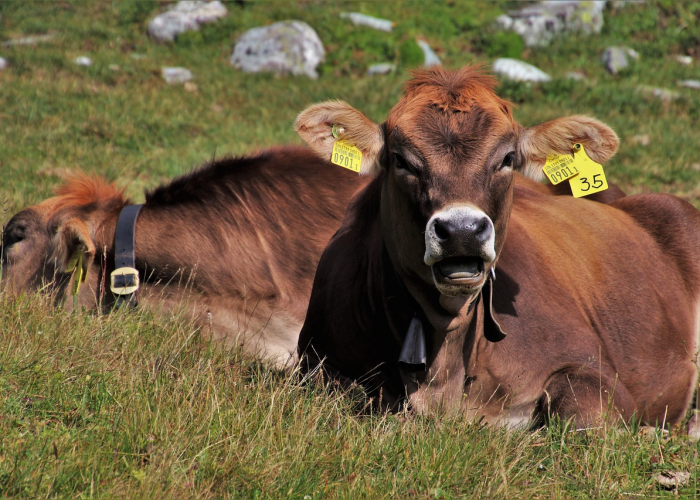 [实测]“葫芦娃三宝有没有挂”(原来确实是有挂)