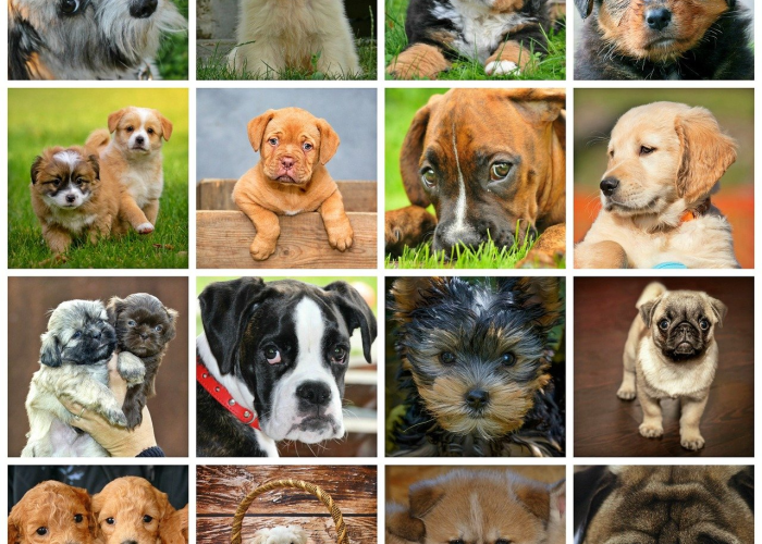 最新疫情世界排行榜图片/最新疫情世界排行榜图片大全