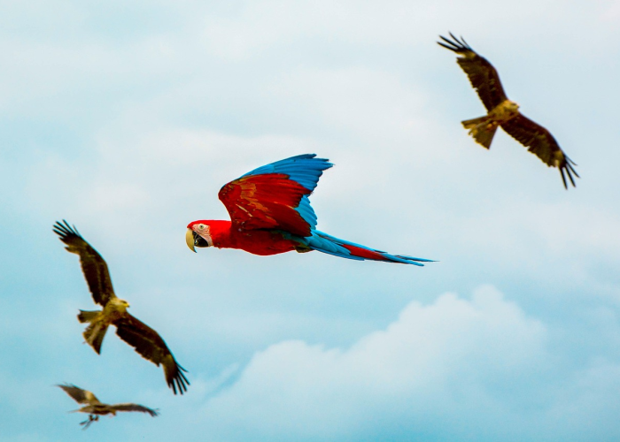 ［最新攻略］“新青鸟拼三张究竟有挂吗”［确实真的有挂］