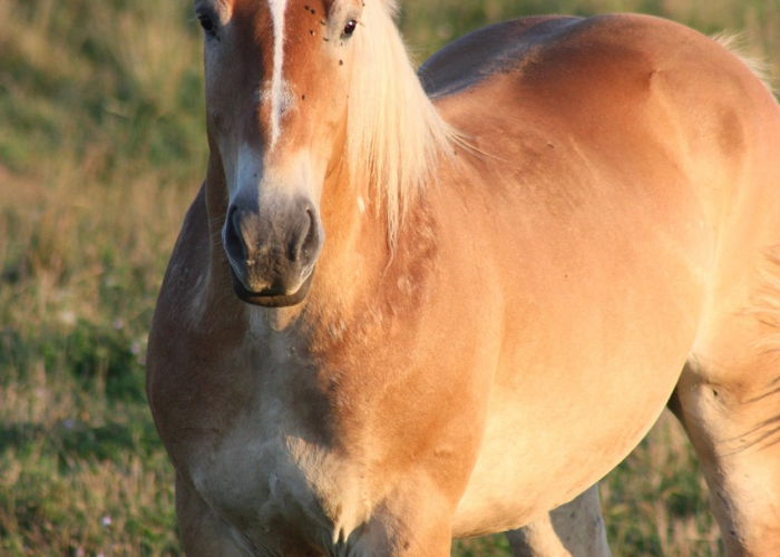 贵州疫情最新情况发布会,科学精准防控,全力守护人民健康 贵州疫情最新情况发布会,科学精准防控,全力守护人民健康