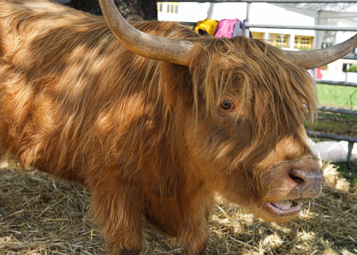 分享实测“阿拉游戏牛牛透视挂辅助下载”(的确有挂) 分享实测“阿拉游戏牛牛透视挂辅助下载”(的确有挂)