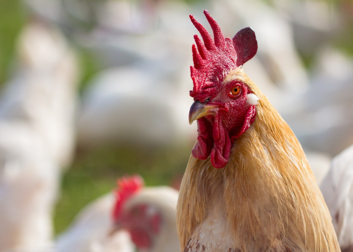 轻松掌握.“开心安徽比鸡有挂吗”分享装挂步骤技巧 轻松掌握.“开心安徽比鸡有挂吗”分享装挂步骤技巧
