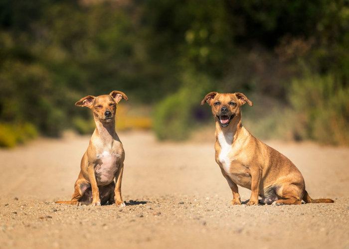 最新消息.“道游牛牛有挂吗”其实真的有挂 最新消息.“道游牛牛有挂吗”其实真的有挂