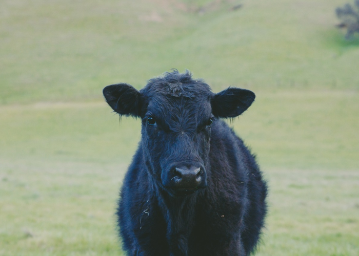 玩家攻略科普“熊猫牛牛有开挂软件吗”［详细开挂教程］