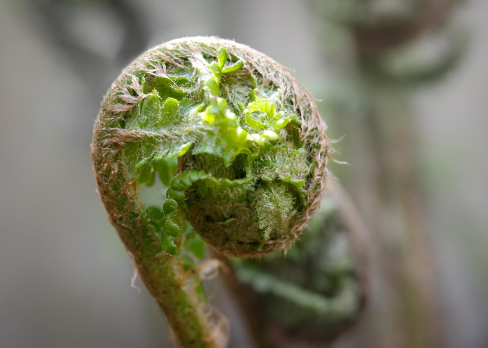 [分享]“新毛豆真的有挂吗”(原来确实是有挂)
