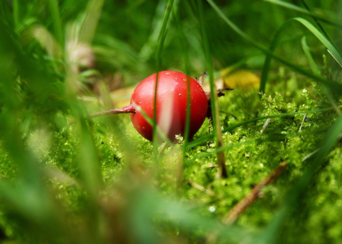 [分享]“新毛豆真的有挂吗”(原来确实是有挂)