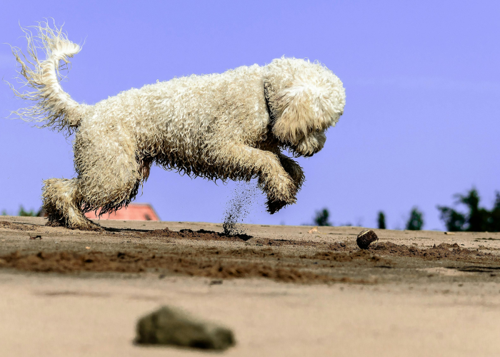 第一攻略.“红豆牛牛有没有挂吗”原来真的有挂 第一攻略.“红豆牛牛有没有挂吗”原来真的有挂