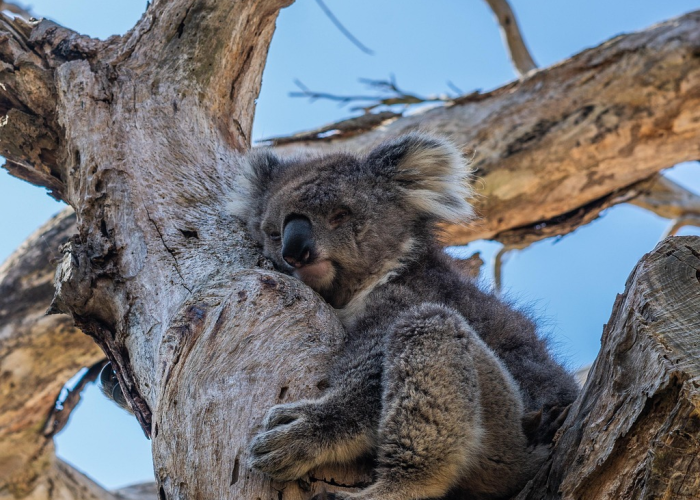 第一攻略.“红豆牛牛有没有挂吗”原来真的有挂 第一攻略.“红豆牛牛有没有挂吗”原来真的有挂