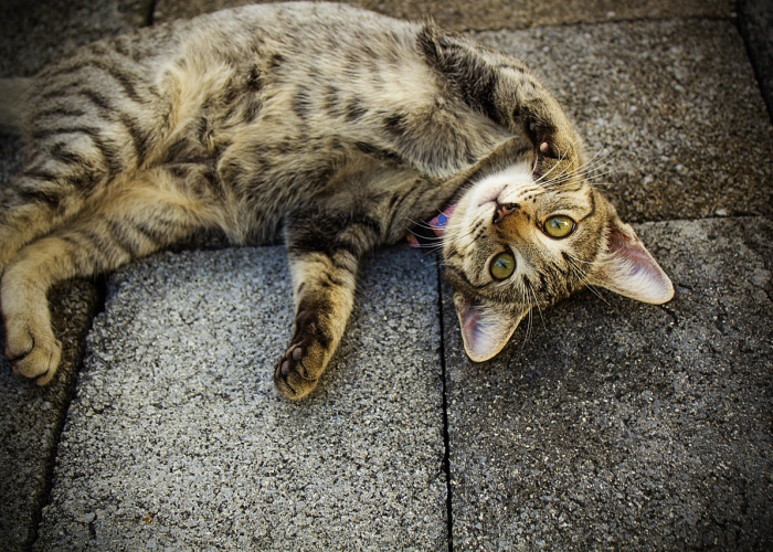 终于出现"“大唐撸麻雀果然有挂”其实有挂