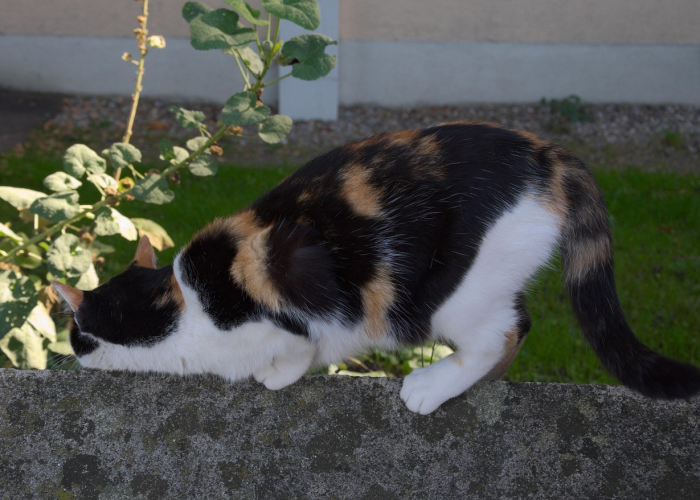 终于出现"“大唐撸麻雀果然有挂”其实有挂