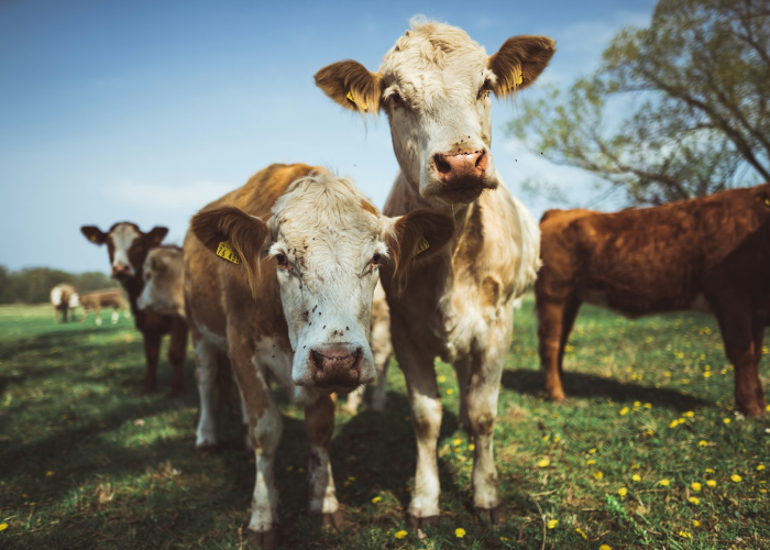 [分享]“天酷牛牛怎么开挂”(确实真的有挂)