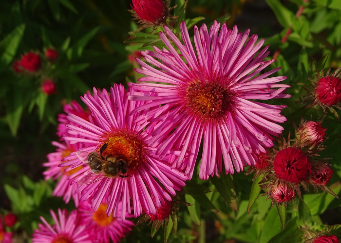 分享给大家“天蝎炸/金/花真的有挂吗”［其实是有挂］
