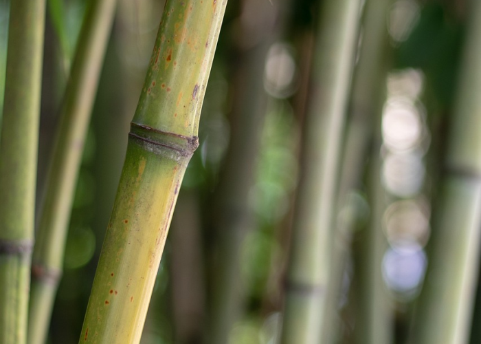 推荐一款“绿竹辅助软件”其实有挂