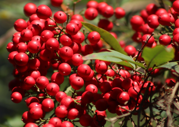 [实测]“樱花众娱可以开挂吗”(原来确实是有挂)