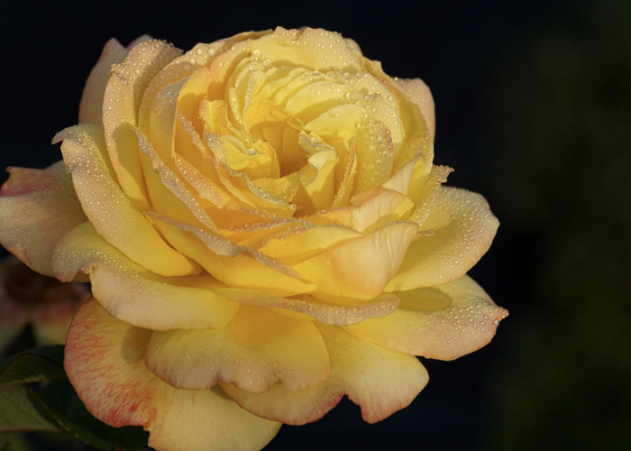 重庆疫情报告最新,动态清零下的山城坚守与温度 重庆疫情报告最新,动态清零下的山城坚守与温度