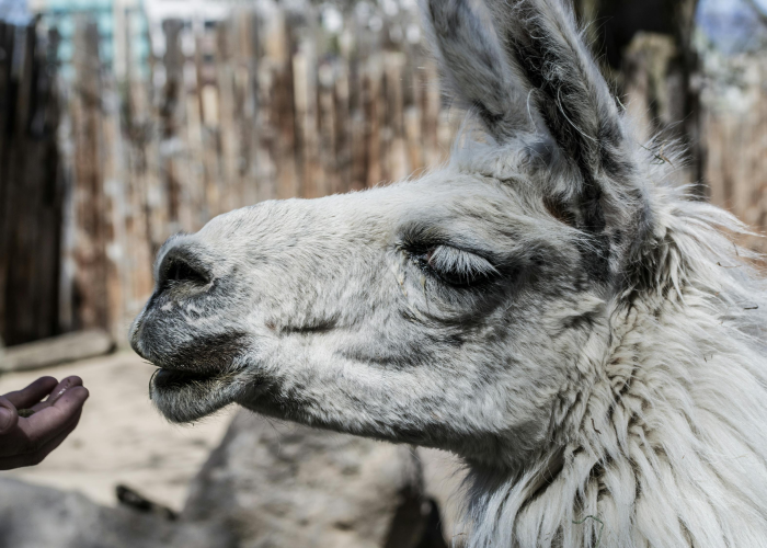 关于“新猴王牛牛有挂吗?”其实有挂 关于“新猴王牛牛有挂吗?”其实有挂