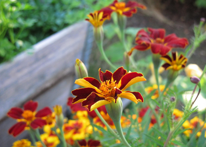 盘点十款“开心武汉花开挂软件”原来有挂 盘点十款“开心武汉花开挂软件”原来有挂