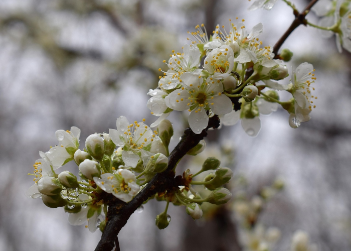 盘点十款“开心武汉花开挂软件”原来有挂 盘点十款“开心武汉花开挂软件”原来有挂