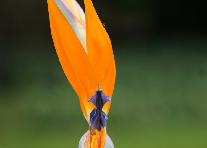 最新引进“新青鸟拼三张到底是不是挂”［太坑了果然有挂］