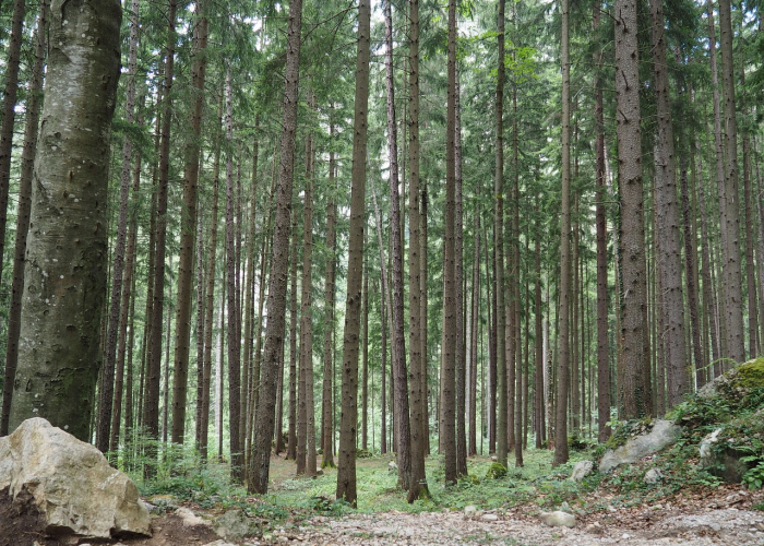 我来教教您“桃花庄到底是不是挂”［其实是有挂］