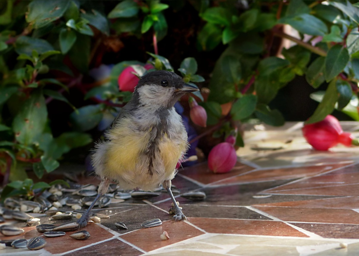 必看教程“祥云赤峰麻将有挂吗？”其实有挂
