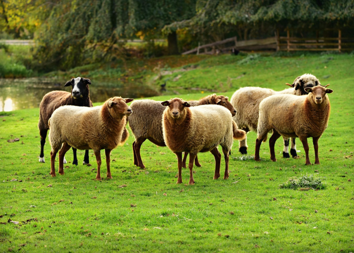 新冠疫情哪一年爆发的:新冠疫情哪一年爆发的最新消息