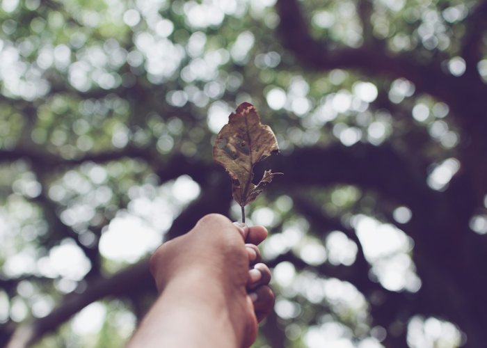 知识科普“樱花牛牛有挂没”详细教程