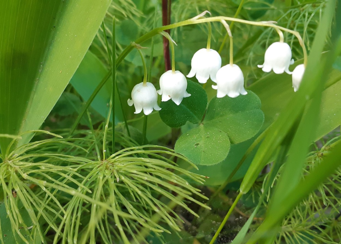 知道“新毛豆牛牛有没有挂”(其实有挂) 知道“新毛豆牛牛有没有挂”(其实有挂)